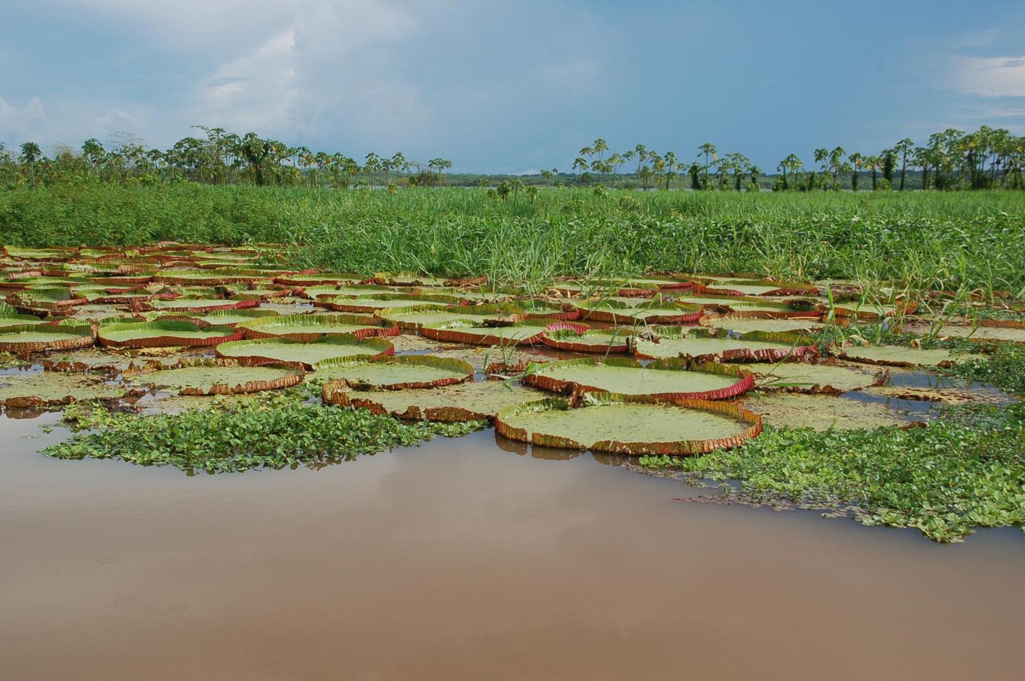 Pacaya Samiria Amazon Lodge Nauta Dış mekan fotoğraf